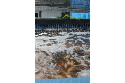 Aquaculture