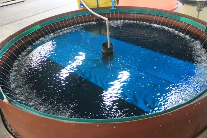 Aquaculture